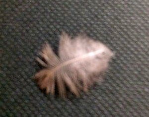 Bernadette's angel feather. Copyright Bernadette Krause, 2014. Used with permission. 